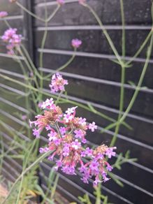 Purple flowering Verbena