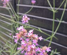Purple flowering Verbena