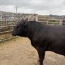 PBR  Angus Bulls Image 8