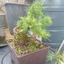 Japanese larch bonsai start material Image 8
