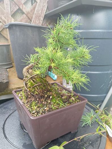 Japanese larch bonsai start material