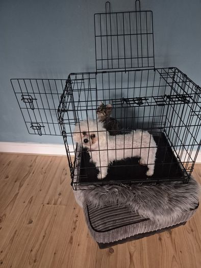 Dog crate