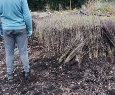 Native White and Blackthorn from 60c plus vat