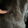 Stunning vintage Coney fur jacket . Image 4