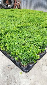 Box Hedging