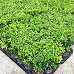 Box Hedging