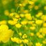 missbuttercup