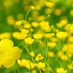missbuttercup