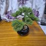 Bonzai Tree Image 3