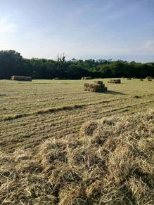 Square Hay Bale's