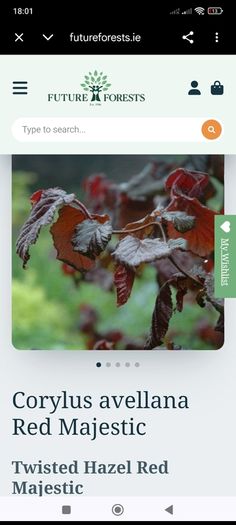 Corkscrew Hazel