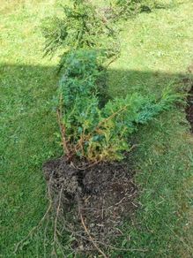hedge/bush