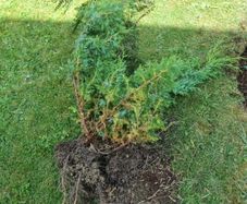 hedge/bush