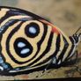 Rainforest Thomas Marent 2006 Rare 1st Edition Image 9