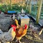 Cocks free to good home
