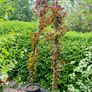 Fagus dawyck purple Image 3
