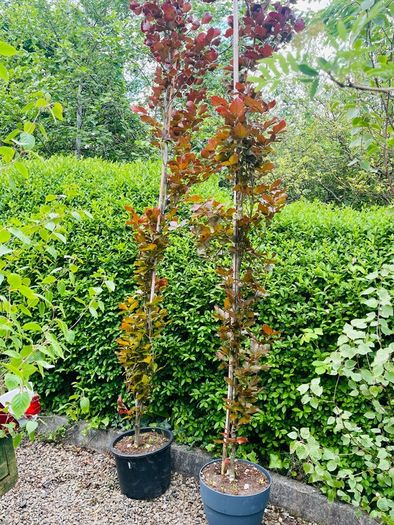 Fagus dawyck purple