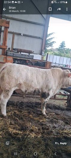 2 super charolais Bulls