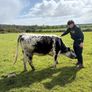 Cows and springers Image 7