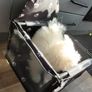 Dog booster seat Image 9