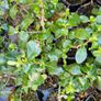 Evergreen Shrubs, Garden Plants Image 8