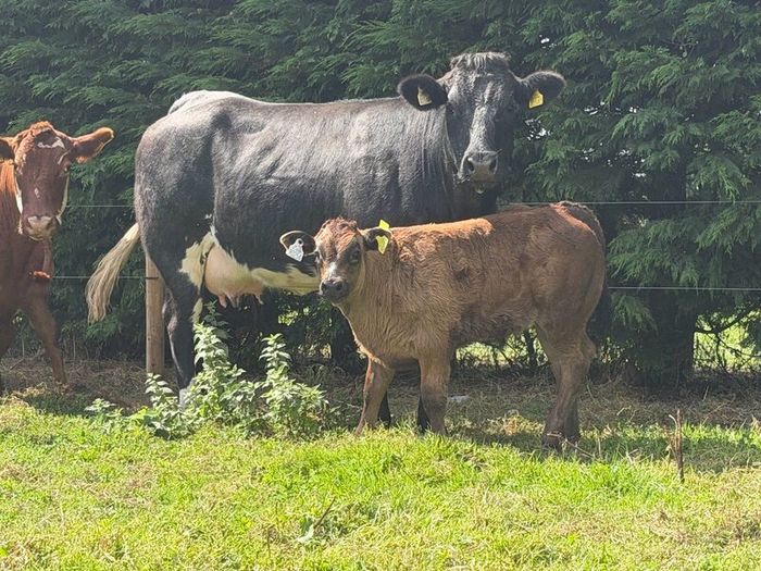 2 super cows and calves for tullamore mart
