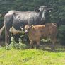 2 super cows and calves for tullamore mart Image 4