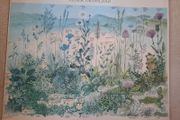Vintage Botanical Print on Board - Chalk Grassland