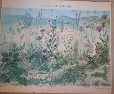 Vintage Botanical Print on Board - Chalk Grassland