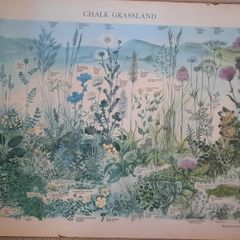 Vintage Botanical Print on Board - Chalk Grassland