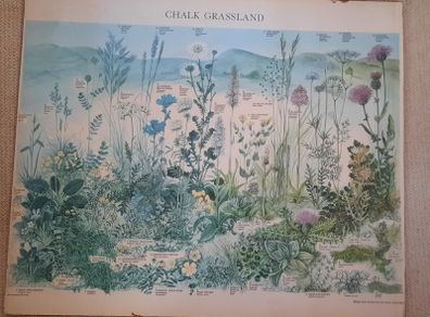 Vintage Botanical Print on Board - Chalk Grassland