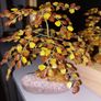 Decorative Amber Tree Image 6
