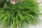Japanese Forest Grass - Hakonechloa macra