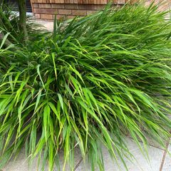Japanese Forest Grass - Hakonechloa macra