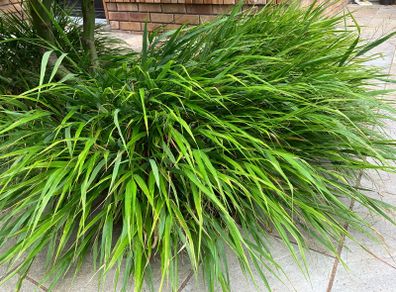 Japanese Forest Grass - Hakonechloa macra