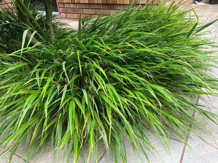 Japanese Forest Grass - Hakonechloa macra