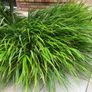 Japanese Forest Grass - Hakonechloa macra Image 4