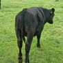 10 AAX bull wealings for sale Image 3