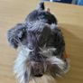 Keel Toys Signature Puppies Grey Schnauzer Dog Fergus Stuffed Animal 30cm Bnwt Image 2