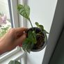 monstera siltepecana Image 2