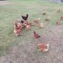 Selection of Hens Image 3