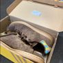 Adidas trainers Image 7