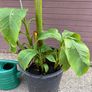 musa basjoo - 35L - japanese hardy banana Image 3