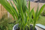 Gladioli Mixed