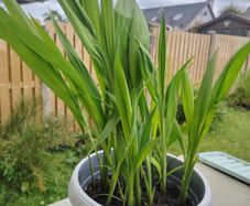 Gladioli Mixed