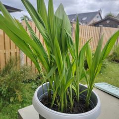 Gladioli Mixed