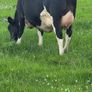 First calved dairy heifers Image 2