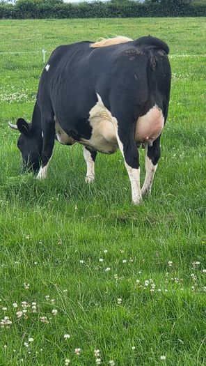 First calved dairy heifers