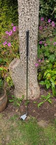 Mizuno Pro 245 7 iron Golf Club demo upright