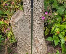 Mizuno Pro 245 7 iron Golf Club demo upright